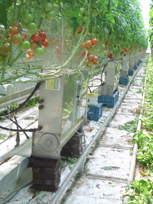 lineaire warmtewisselaar in tomatenkas