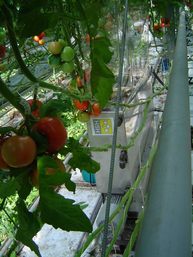 heat exchanger with transparent chimney between tomato plants